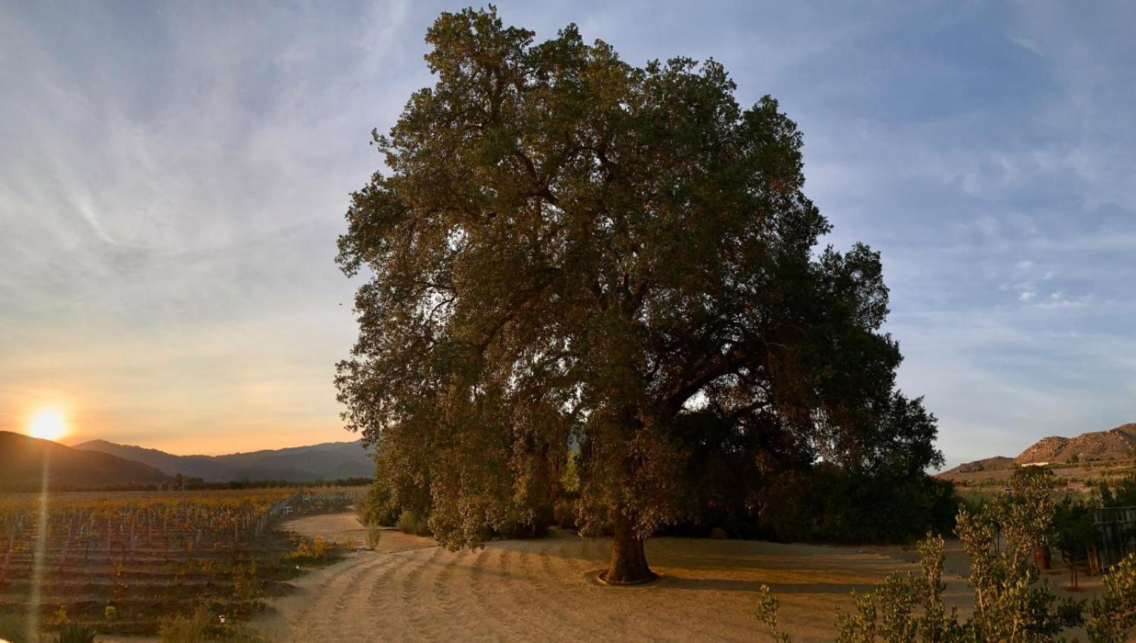 Bruma Wine Resort فالي دي جوادالوبي المظهر الخارجي الصورة